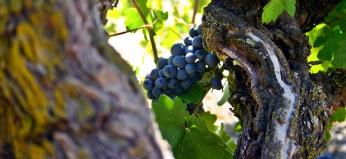 Old Vine Vineyards